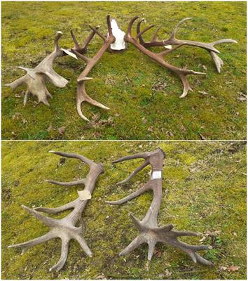 Fragmentation and Translocation Distort the Genetic Landscape of Ungulates: Red Deer in the Netherlands